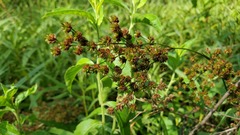 Juncus nodatus