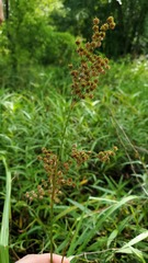Juncus nodatus