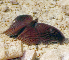 Junonia gregorii