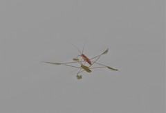 Limnometra