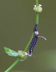 Theretra oldenlandiae