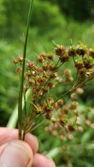 Juncus nodatus