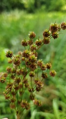 Juncus nodatus