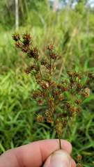 Juncus nodatus