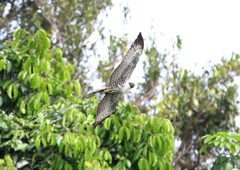Pernis ptilorhynchus torquatus