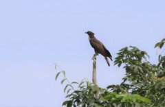 Pernis ptilorhynchus torquatus