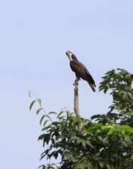 Pernis ptilorhynchus torquatus
