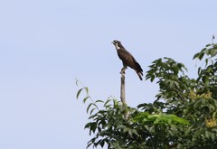 Pernis ptilorhynchus torquatus