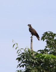 Pernis ptilorhynchus torquatus