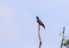 Pernis ptilorhynchus torquatus