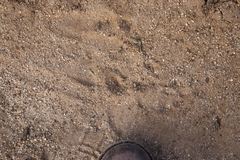 Papio ursinus ursinus