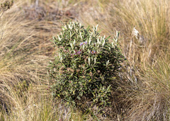 Diplostephium haenkei