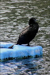 Phalacrocorax sulcirostris