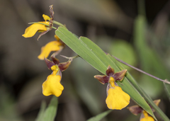 Cyrtochilum aureum