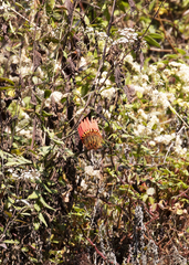 Mutisia lanata