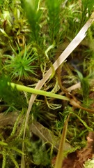 Carex caroliniana