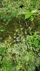 Carex caroliniana