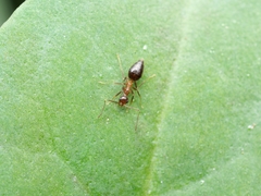 Prenolepis naoroji