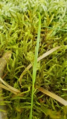 Carex caroliniana
