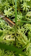 Carex caroliniana