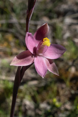 Thelymitra luteocilium