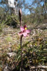 Thelymitra luteocilium