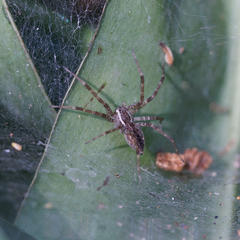 Dendrolycosa robusta