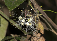 Capparidastrum solum