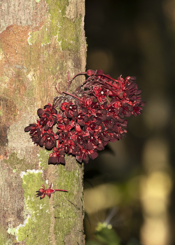 Theobroma speciosum (Theobroma speciosum)