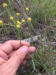 Lomatium marginatum marginatum