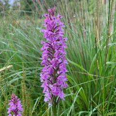 Dactylorhiza praetermissa junialis