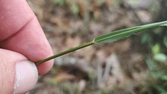 Festuca paradoxa