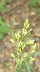 Festuca paradoxa