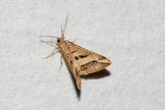 Chiasmia subcurvaria