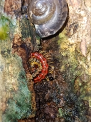 Helicorthomorpha