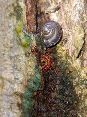 Helicorthomorpha