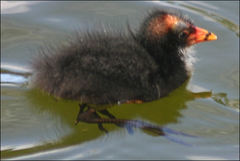 Gallinula tenebrosa