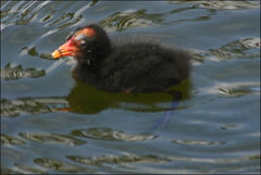 Gallinula tenebrosa