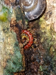 Helicorthomorpha