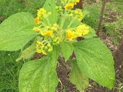 Smallanthus pyramidalis