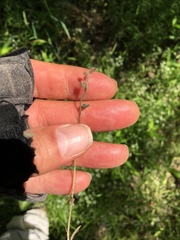 Myosotis macrosperma