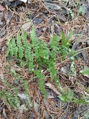 Dryopteris carthusiana