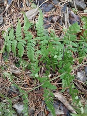 Dryopteris carthusiana