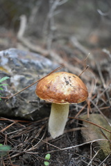 Suillus mediterraneensis