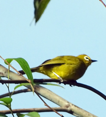 Zosterops stuhlmanni