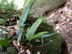 Leptochilus pteropus