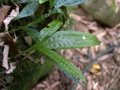 Leptochilus pteropus