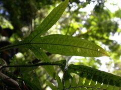 Leptochilus pteropus