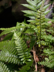 Bolbitis appendiculata