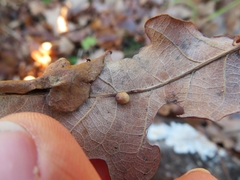 Neuroterus anthracinus